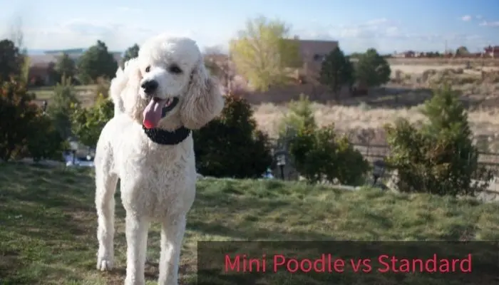 Standard Poodle