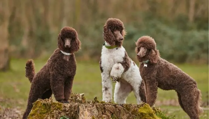 Toy vs standard poodle difference