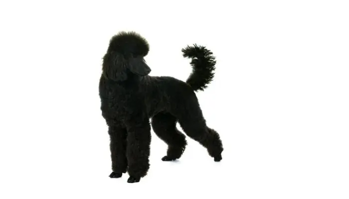 black king poodle