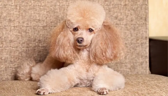 mini poodle grooming image