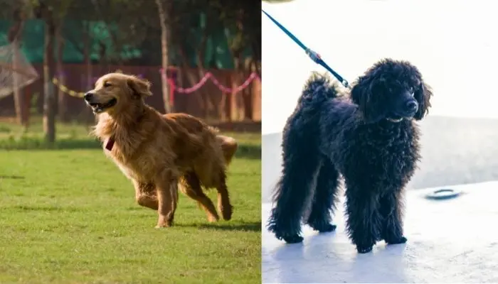 mini poodle vs golden retriever comparison