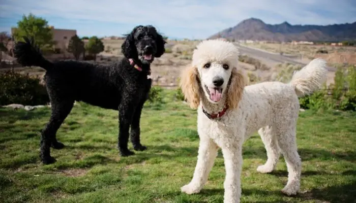 mini vs toy poodle image