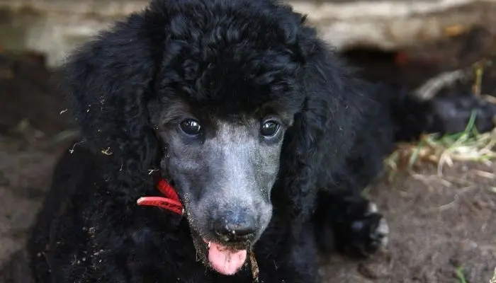 are standard poodles hunters