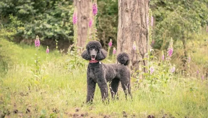 standard poodle grooming nice image