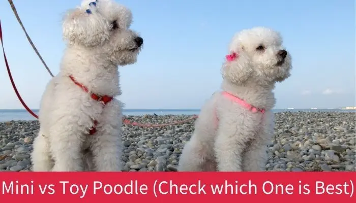 toy vs mini poodle difference