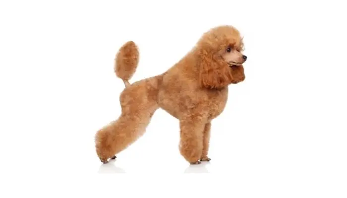 toy poodle grooming in picture