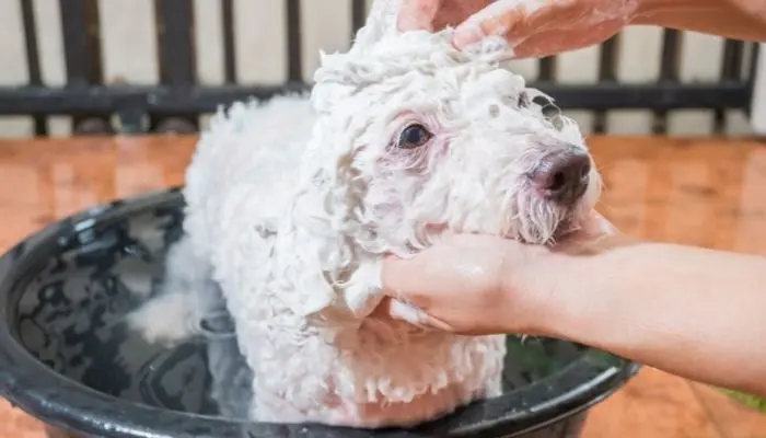 woman bathing her poodle