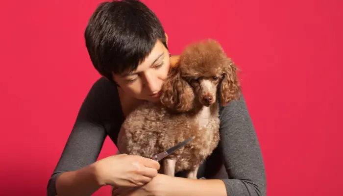 woman cutting poodle hair