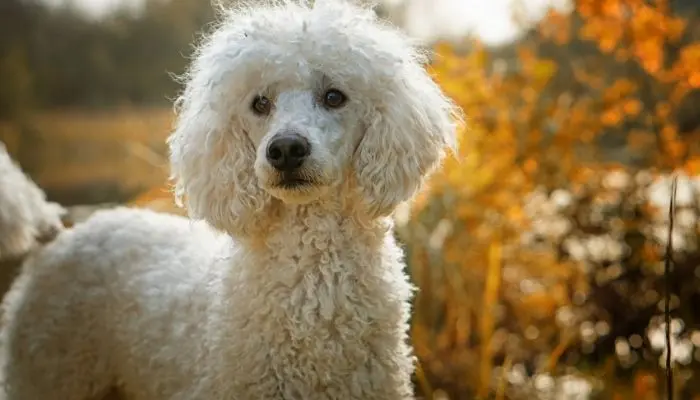 poodle breed info