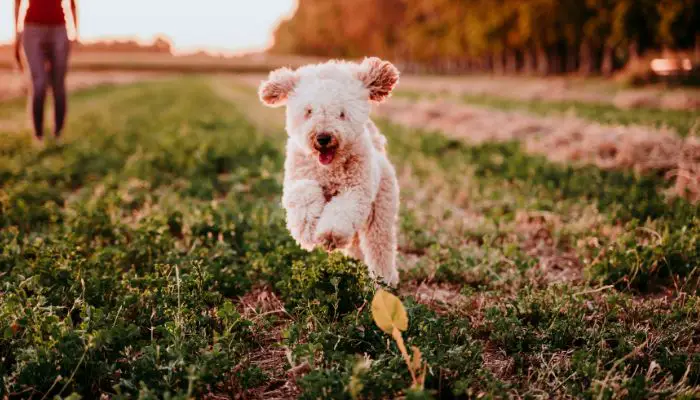 Poodle is running long distance
