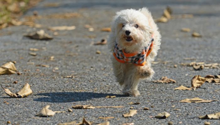 How Far Can Poodle Puppies Walk