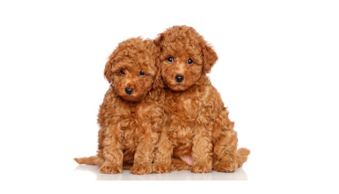How Long Can a Toy Poodle Live?