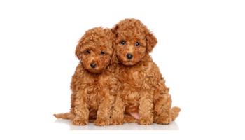 Lifespan-How Long Can A Toy Poodle Live?