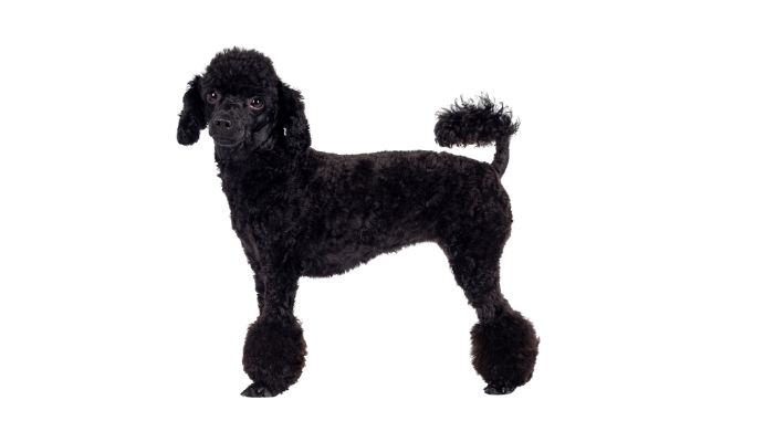 How do you measure a toy poodle