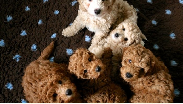 How many puppies can a Standard Poodle have