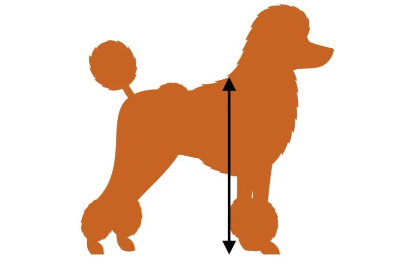 How to measure the height poodle