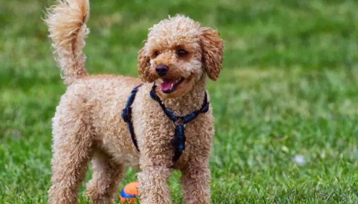 At what age can a male standard poodle breed