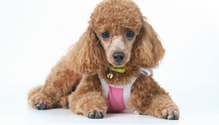 Poodle Pregnancy