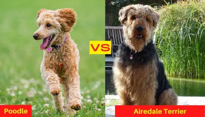 Poodle Dog vs Airedale Terrier dog