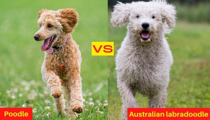Poodle vs Labradoodle - Dog Breed Comparison