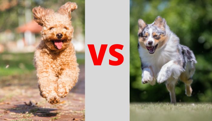 poodle vs australian shepherd