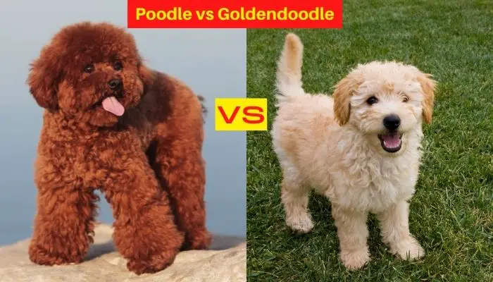 poodle vs goldendoodle