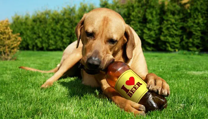 is beer bad for dogs