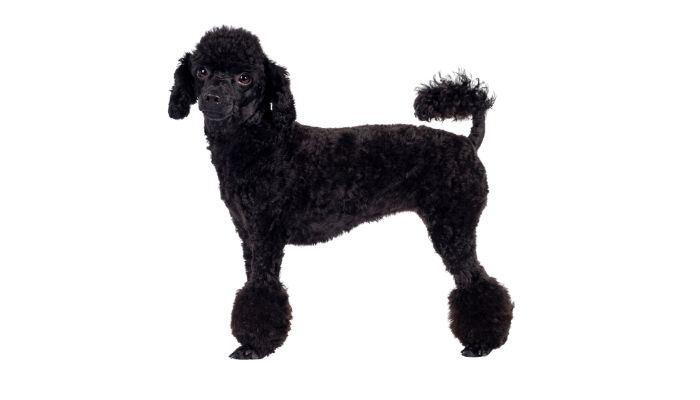 Why Do Poodles Have That Haircut