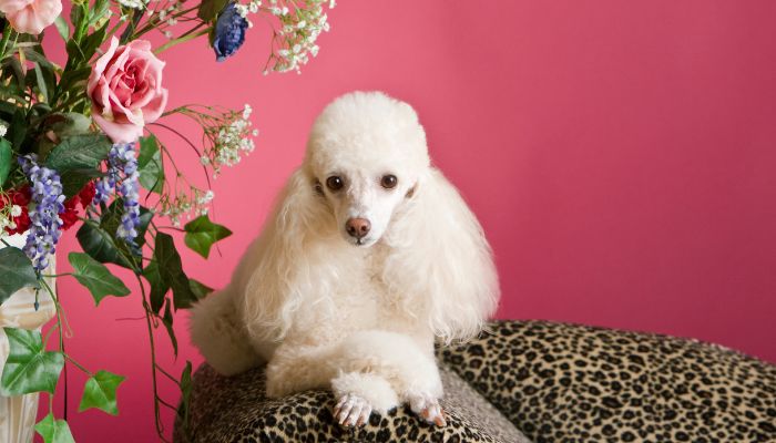 Are Poodles Truly Hypoallergenic