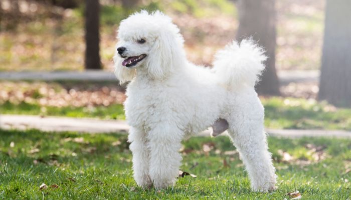 Are standard poodles good for protection