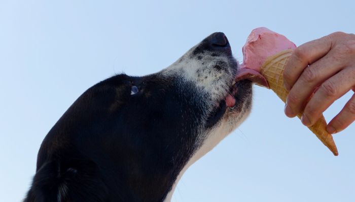 Can Dogs Eat Mango Ice Cream