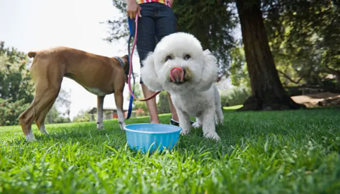 do puppies need water during the night