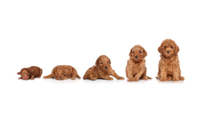 How Much Should A Poodle Puppy Eat