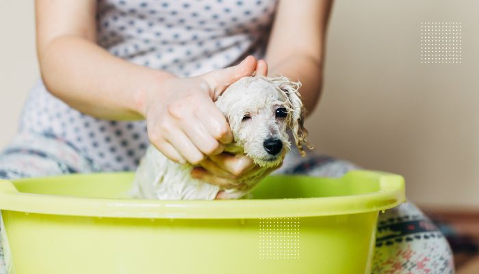 How Often Can You Bathe a Toy Poodle Puppy