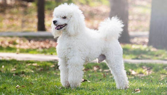 Poodle With Long Legs