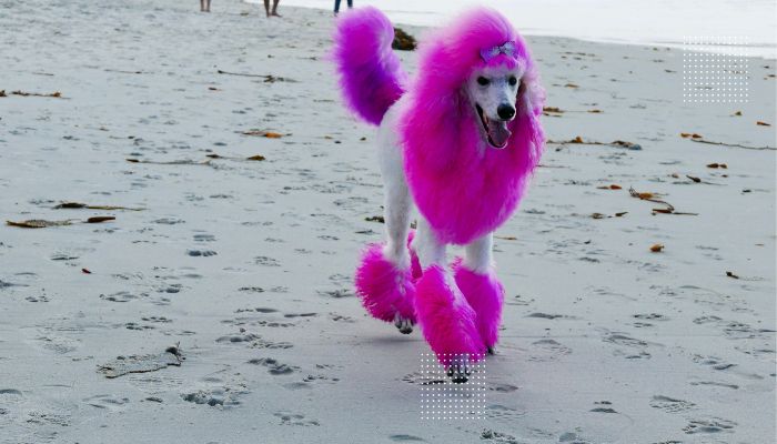 Uncovering the Truth About Pink Poodles