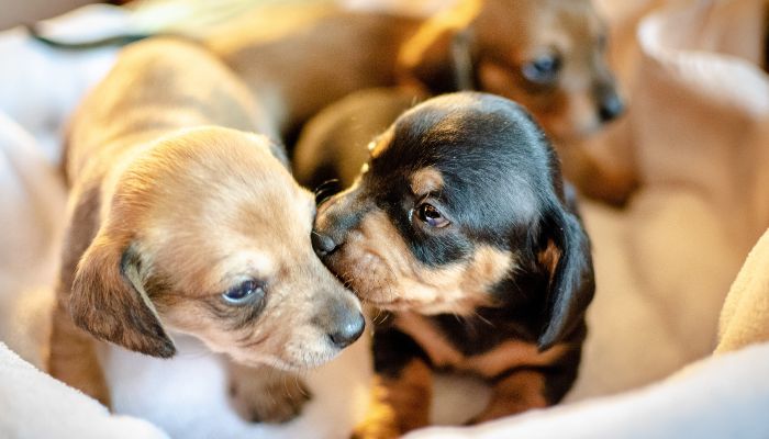 What To Feed A 2-Month-Old Puppy