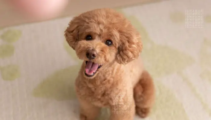 When Is a Toy Poodle Full Grown