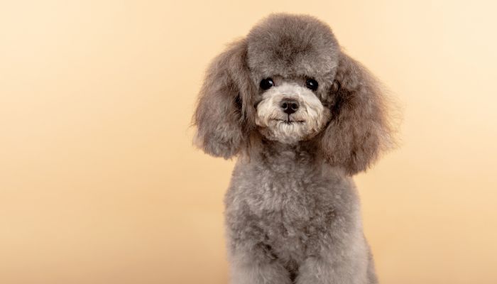 Why do people hate poodles