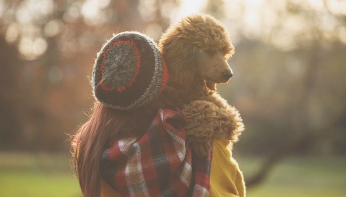 do toy poodles like to cuddle