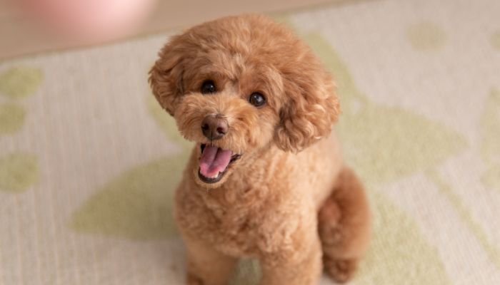 health problems with toy poodles