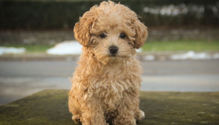 How to Make Poodle Hair Curly