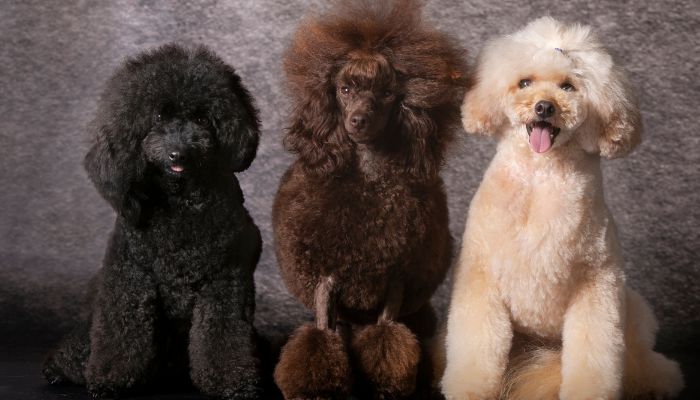 ungroomed poodle