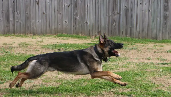 how fast can a German shepherd run