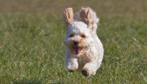 poodle running on the grass