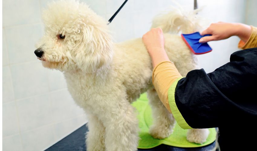 Women Removing Mats on Poodles