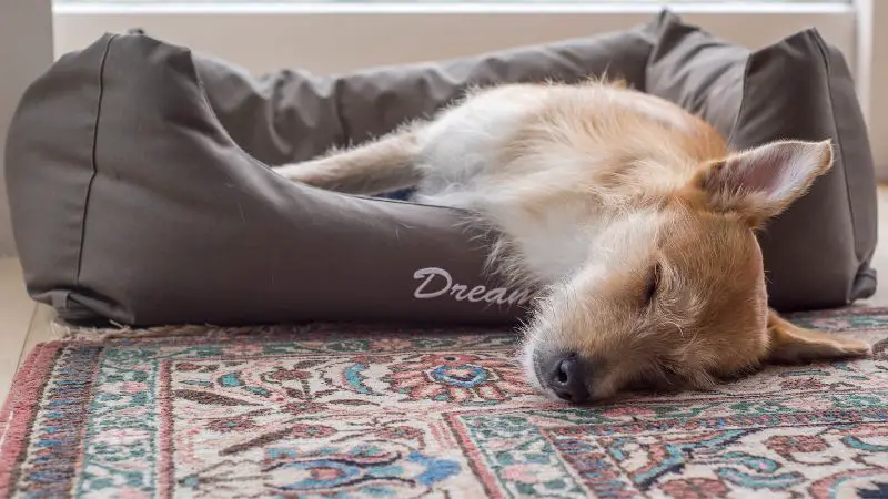 Best Dog Bed for a Standard Poodle