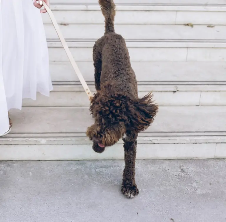 Best Raincoat For Toy Poodles In Light Rain Top Picks For 2023