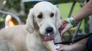 Can Pregnant Dogs Eat Ice Cream