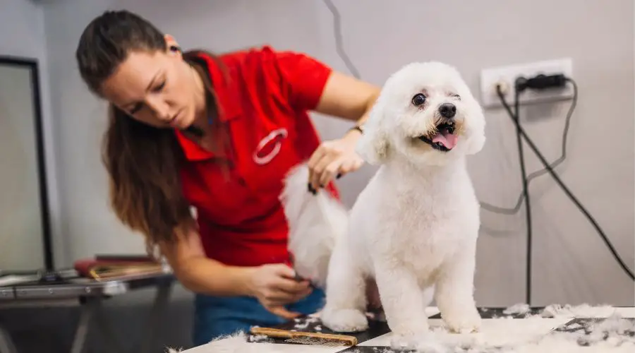 How Often Should You Brush a Poodle